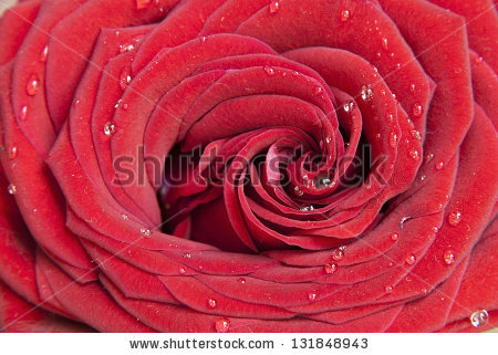 stock-photo-red-rose-flower-closeup-with-waterdrops-131848943 (450x321, 152Kb)