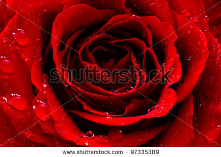 stock-photo-red-rose-with-water-drops-97335389 (450x320, 169Kb)