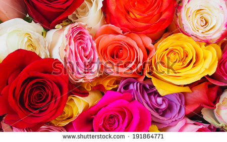 stock-photo-roses-in-a-variety-of-colours-191864771 (450x281, 171Kb)