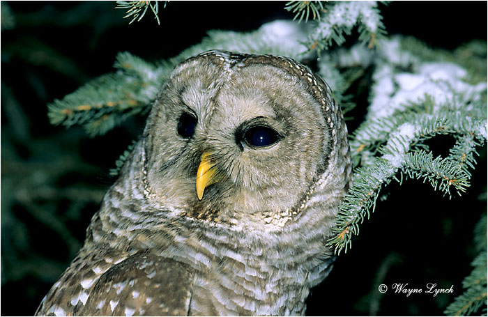 4776467_2Barred_Owl_101 (700x455, 138Kb)