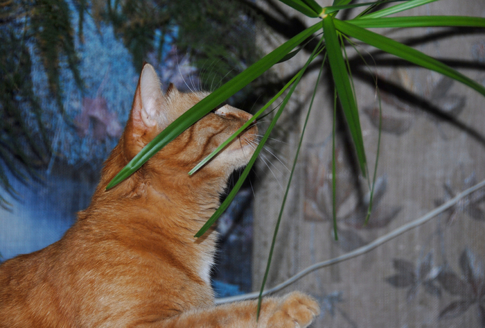 DSC_3842 (700x473, 408Kb)