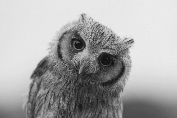 animalcuties09 (700x467, 55Kb)