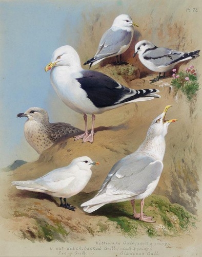1333128098_two-kittiwake-gulls-two-great-black-backed-gulls-an-ivory-gull-and-a-glaucous-gull (394x500, 124Kb)