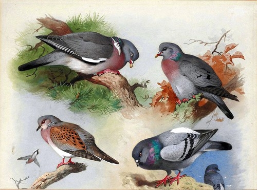 1319528792_a-wood-pigeon-a-stock-dove-a-turtle-dove-and-a-rock-pigeon (500x371, 148Kb)