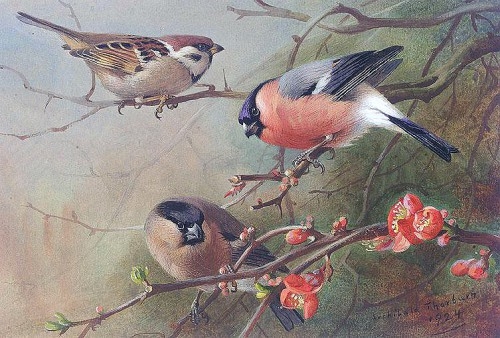 1320685297_sparrow-and-bullfinches (500x338, 169Kb)
