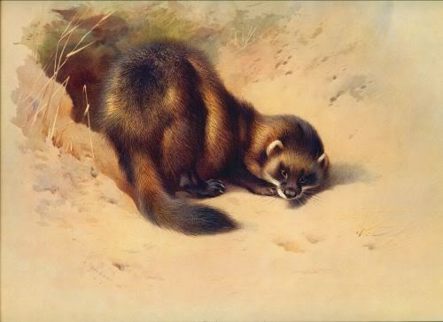 Thorburn_Polecat (500x363, 74Kb)