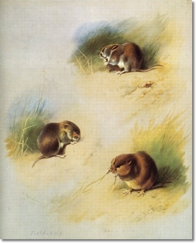 archibald-thorburn-field-orkney-and-common-vole-1920-approximate-original-size-8x10 (403x500, 105Kb)