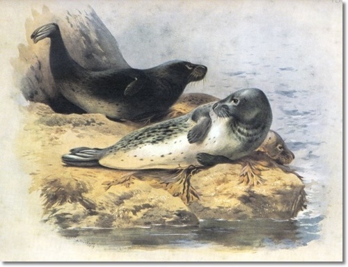 archibald-thorburn-grey-seal-1920-approximate-original-size-8x10 (500x384, 123Kb)