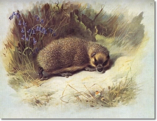archibald-thorburn-hedgehog-1920-approximate-original-size-8x10 (500x387, 136Kb)