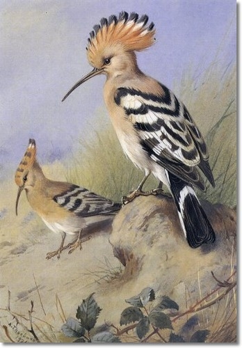 archibald-thorburn-hoopoes-1924 (348x500, 125Kb)