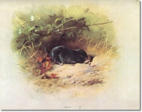 archibald-thorburn-mole-1920-approximate-original-size-8x10 (500x394, 114Kb)