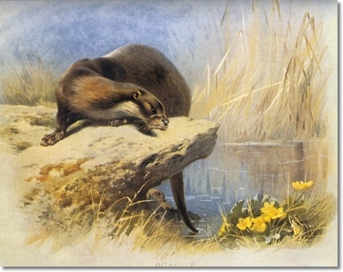 archibald-thorburn-otter-1920-8x10 (500x397, 139Kb)