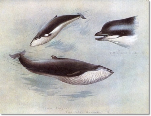 archibald-thorburn-rudolphis-rorqual-and-lesser-rorqual-1920-8x10 (500x386, 105Kb)