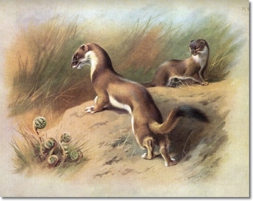 archibald-thorburn-stoat-in-summer-1920-approximate-original-size-8x10 (500x397, 128Kb)