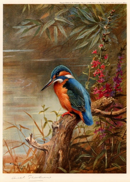 Archibald Thorburn - Summer Kingfisher (450x630, 191Kb)