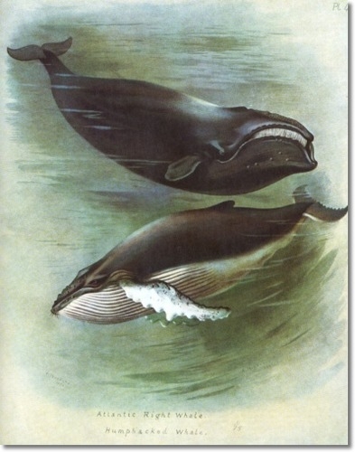 archibald-thorburn-atlantic-and-humpbacked-whales-1920-8x10 (393x500, 110Kb)