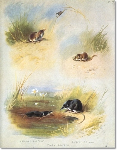 archibald-thorburn-common-and-lesser-shrew-1920-approximate-original-size-8x10 (392x500, 115Kb)