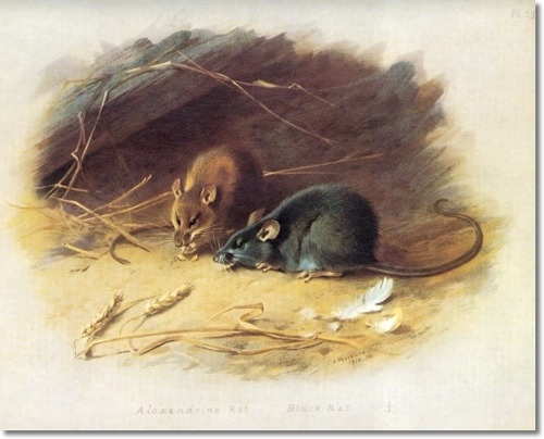 archibald-thorburn-the-black-rat-1920-approximate-original-size-8x10 (500x404, 116Kb)