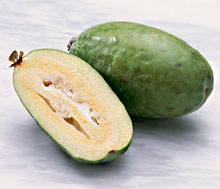 feijoa (220x189, 10Kb)