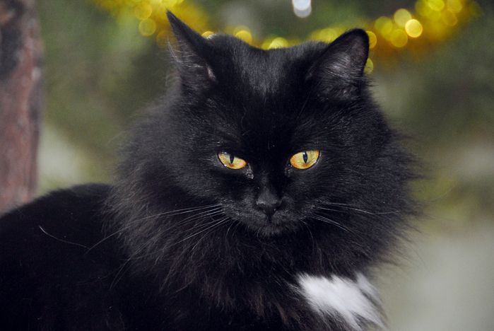 DSC_3693 (700x468, 336Kb)