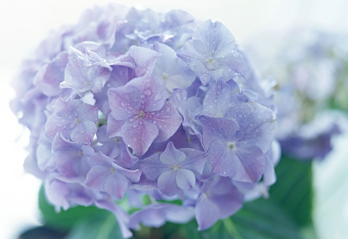 _hydrangea_picture_00CL172 (700x479, 91Kb)