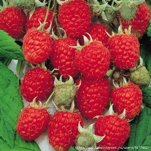 5177462_growingraspberriesinpotsinmelbourne4291 (500x500, 168Kb)