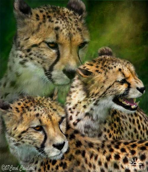 5136662_1244167894_10_cheetahmoods_pic (500x581, 56Kb)