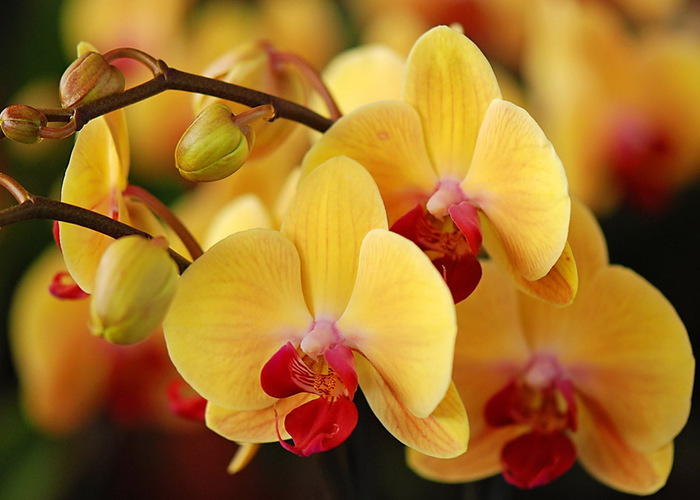 Orchids_08 (700x500, 88Kb)