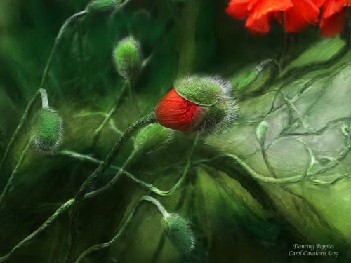 5136662_1306778490_www_nevsepic_com_ua_49_dancingpoppies_pic (500x375, 127Kb)