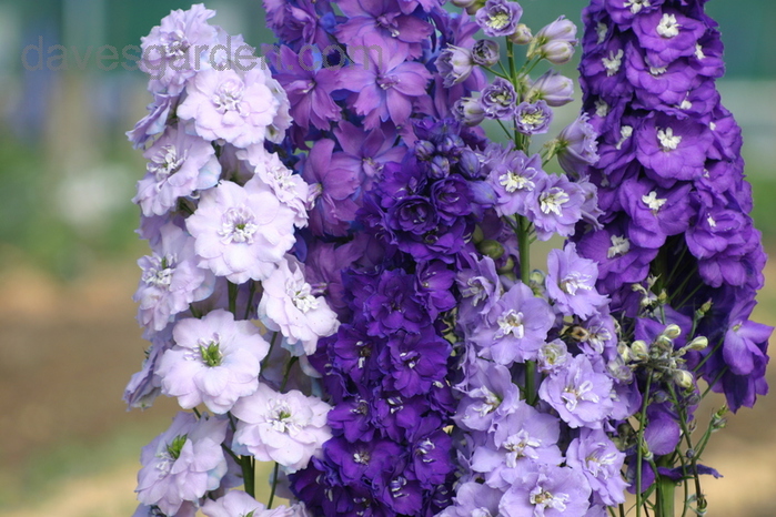 Delphinium 'Misty Mauves' (700x466, 233Kb)