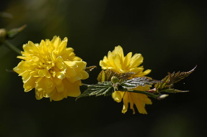 jap_Kerria_japonica_Pleniflora_flowers (700x465, 32Kb)