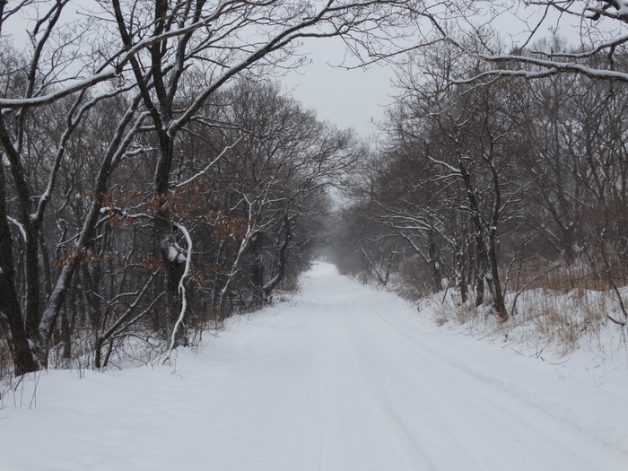 5559494_DSC08217 (700x525, 284Kb)