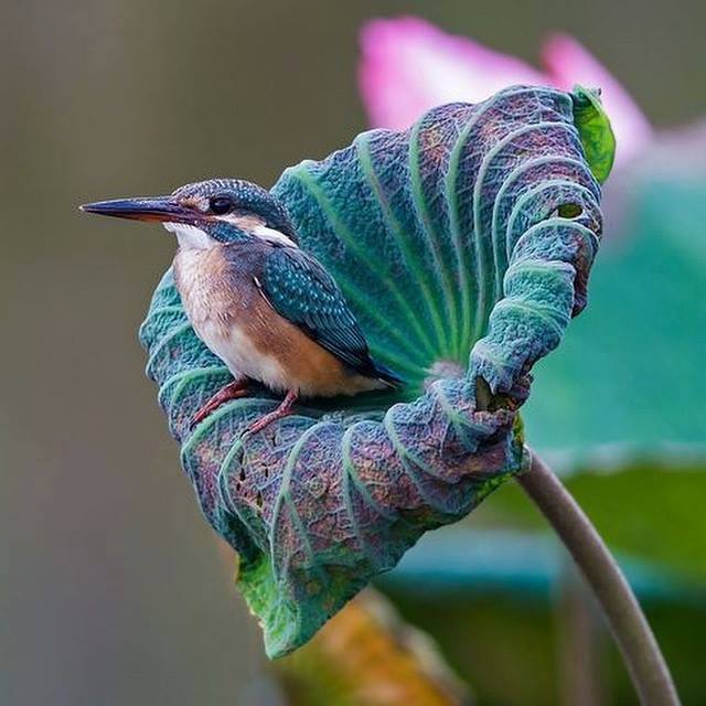 3623822_10614320_10152759109702716_5093283680655205920_n (640x640, 48Kb)