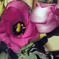 thumbs_2670937611_d29056901d_b (195x195, 49Kb)