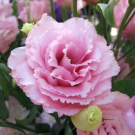 thumbs_3890762702_4ae773365e_b (195x195, 52Kb)