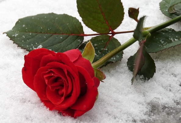 bright-red-rose-in-the-snow-in-winter-1358589030_52 (594x404, 105Kb)