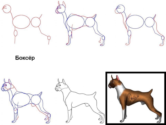 kak-narisovat-sobaku-bokser (700x525, 111Kb)