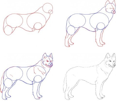 Пошаговая инструкция по рисованию собаки