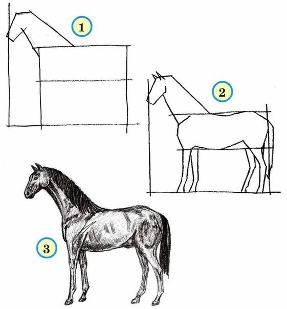 Схема рисования лошади
