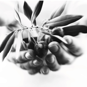 106709225_OliveLeafHands (368x368, 48Kb)