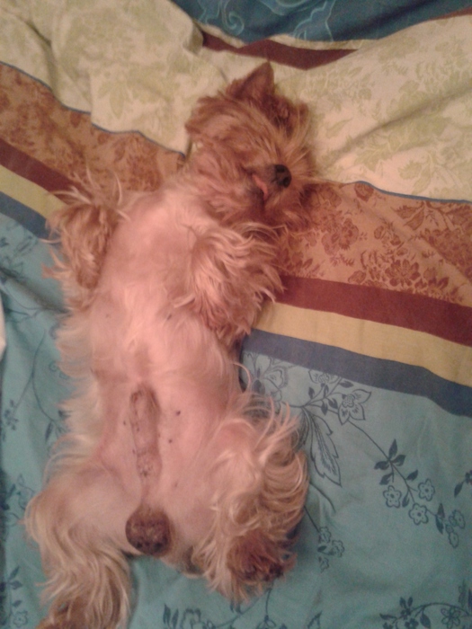 20131024_222614 (525x700, 163Kb)