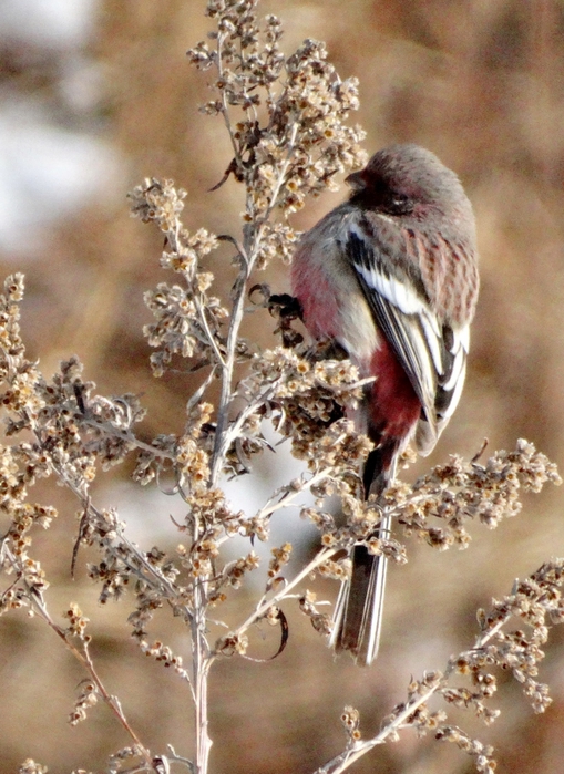 5559494_DSC08422 (509x700, 309Kb)