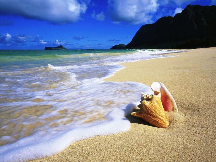 2899461_57811_4335220_Conch_Shell_Oahu_Hawaii_1280x960 (700x525, 69Kb)