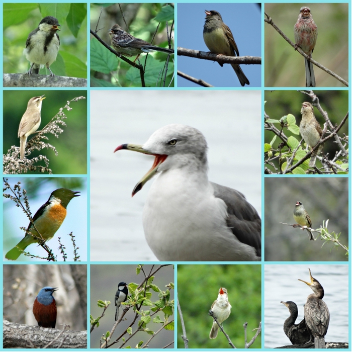 5559494_collage01 (700x700, 349Kb)