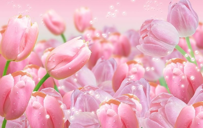 pink_tulips23 (660x441, 197Kb)