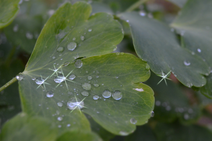 CSC_0093 (700x465, 306Kb)