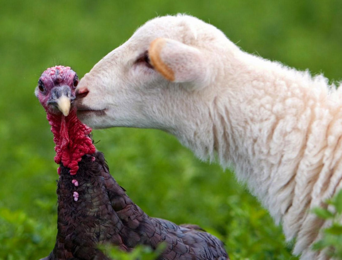 5227673_Kissing_Animals_12 (700x532, 109Kb)