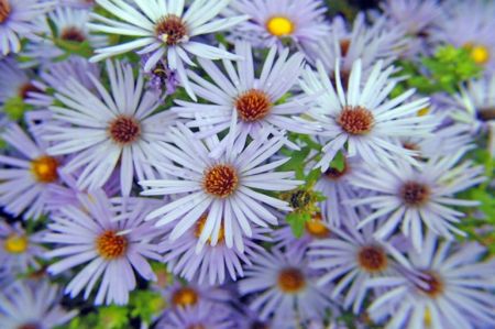 Batch_asters (450x299, 45Kb)