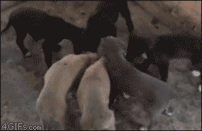 animals-gif-puppy-falling-over-dish-anigif_enhanced-buzz-32537-1355769144-2 (287x187, 1001Kb)