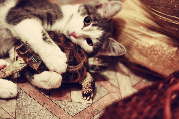 mixed-species-cat-and-turtle (625x416, 348Kb)